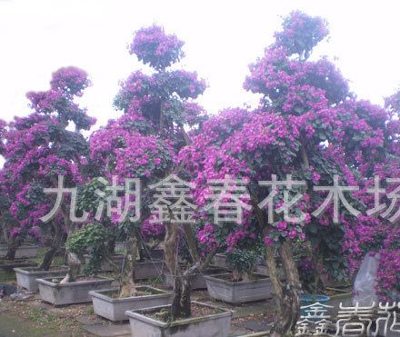 小区绿化 公司:                     漳州鑫春园林绿化工程有限顾揪